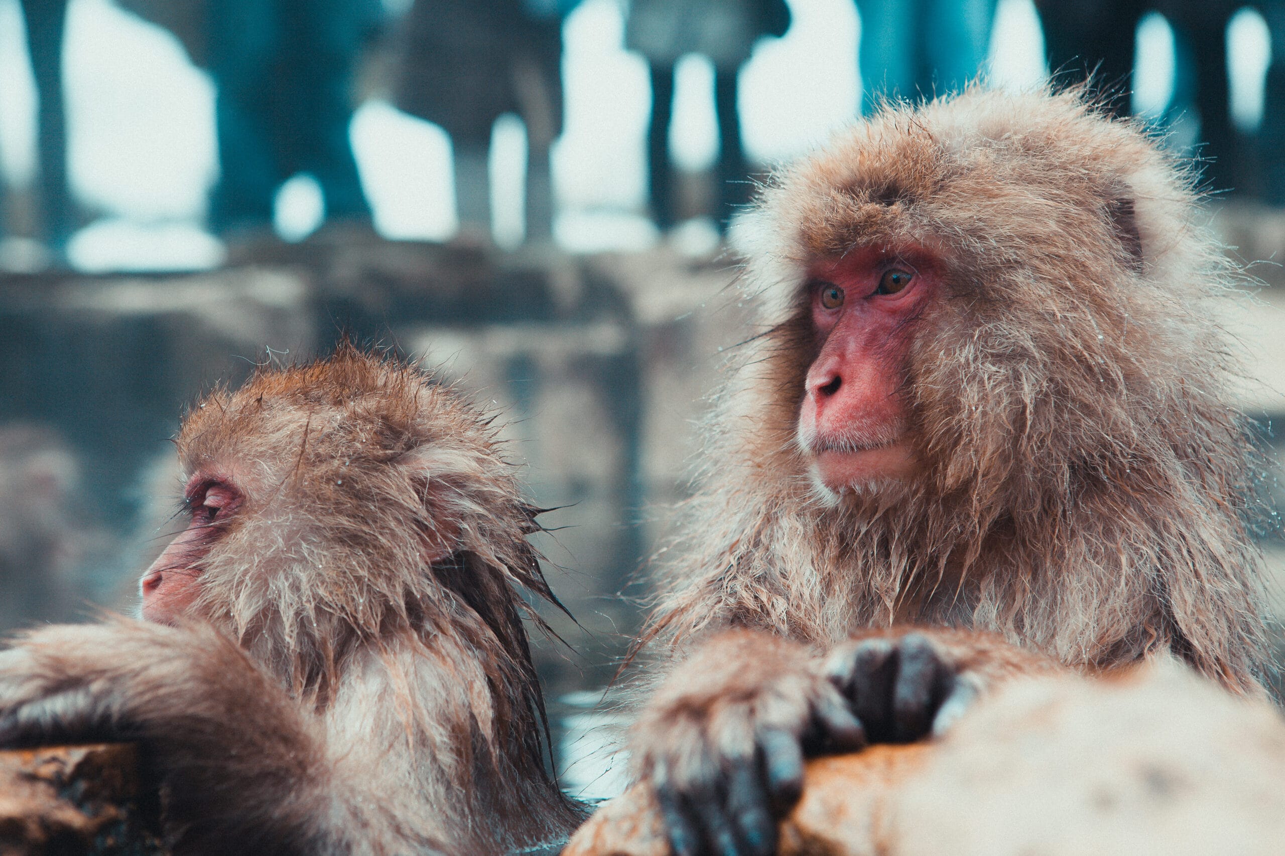 Japanese macaques in the snow at Jigokudani Monkey Park, Nagano